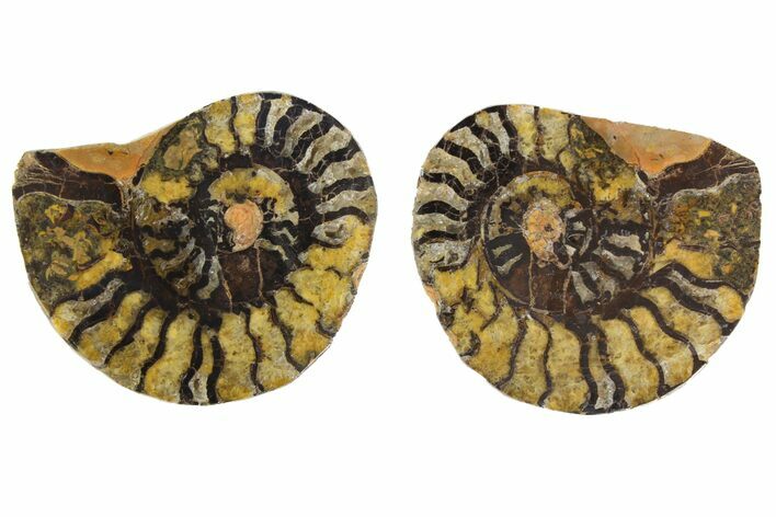 Sliced, Iron Replaced Fossil Ammonite - Morocco #138026